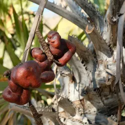 Arboretum d'Antsokay - Toliara