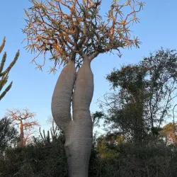Arboretum d'Antsokay - Toliara