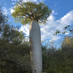Arboretum d'Antsokay - Toliara