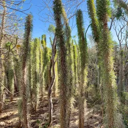 Arboretum d'Antsokay - Toliara