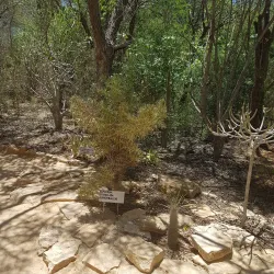 Arboretum d'Antsokay - Toliara