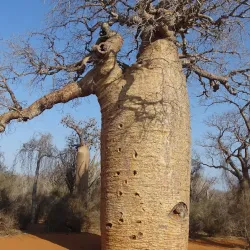 Ifaty Spiny Forest - Toliara
