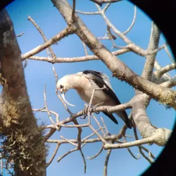 Ifaty Spiny Forest - Toliara
