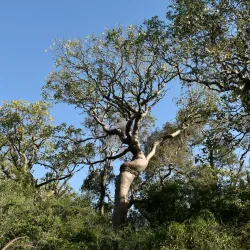 Ifaty Spiny Forest - Toliara
