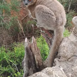 Ifaty Spiny Forest - Toliara