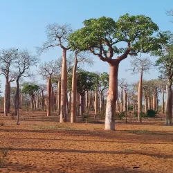 Ifaty Spiny Forest - Toliara