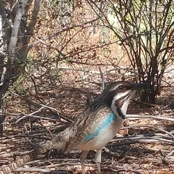 Ifaty Spiny Forest - Toliara