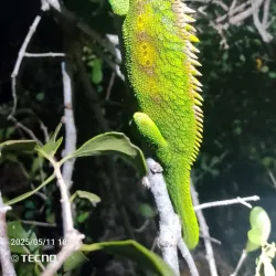 Ifaty Spiny Forest - Toliara