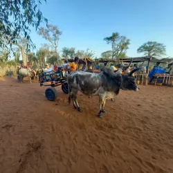 Ifaty Spiny Forest - Toliara