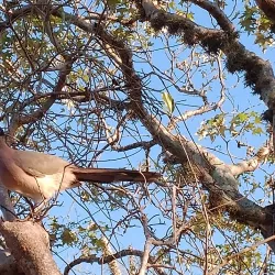 Ifaty Spiny Forest - Toliara