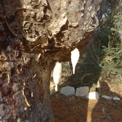 Ifaty Spiny Forest - Toliara