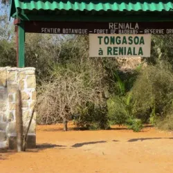 Reniala Reserve - Toliara