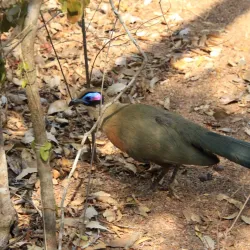 Reniala Reserve - Toliara