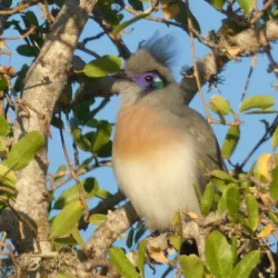 Reniala Reserve - Toliara