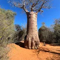 Reniala Reserve - Toliara