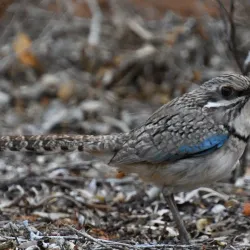 Reniala Reserve - Toliara