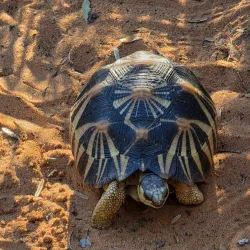 Reniala Reserve - Toliara