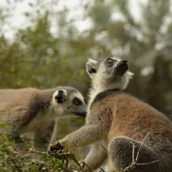 Reniala Reserve - Toliara