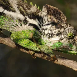 Reniala Reserve - Toliara