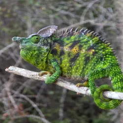 Reniala Reserve - Toliara