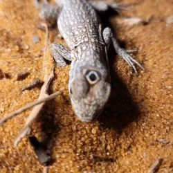 Reniala Reserve - Toliara