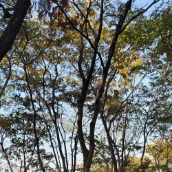 Chisamba Hills - Mchinji