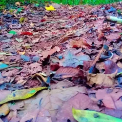 Kacheche Nature Sanctuary - Mzuzu