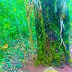 Kacheche Nature Sanctuary - Mzuzu