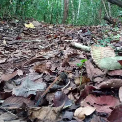 Kacheche Nature Sanctuary - Mzuzu