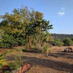 Luwawa Forest Lodge - Mzuzu