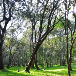 Mzuzu Botanical Gardens - Mzuzu