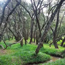 Mzuzu Botanical Gardens - Mzuzu
