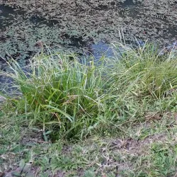 Mzuzu Botanical Gardens - Mzuzu