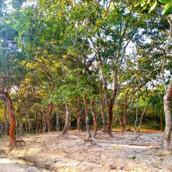 Mzuzu Botanical Gardens - Mzuzu