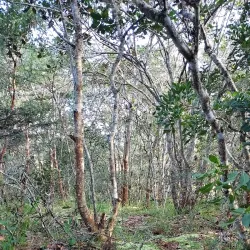 Mzuzu Botanical Gardens - Mzuzu
