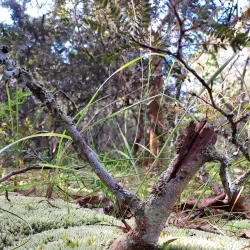 Mzuzu Botanical Gardens - Mzuzu