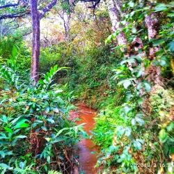 Mzuzu Botanical Gardens - Mzuzu