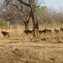 Liwonde National Park - Salima