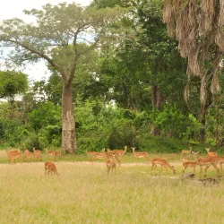 Liwonde National Park - Salima