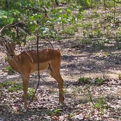 Liwonde National Park - Salima