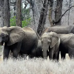 Liwonde National Park - Salima