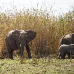 Liwonde National Park - Salima