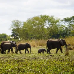 Liwonde National Park - Salima