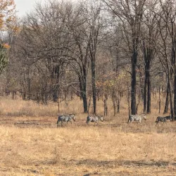 Liwonde National Park - Salima