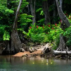 Bukit Nanas Forest Reserve - Ampang Jaya
