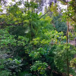 Bukit Nanas Forest Reserve - Ampang Jaya