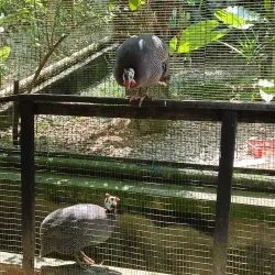 National Zoo of Malaysia (Zoo Negara) - Ampang Jaya