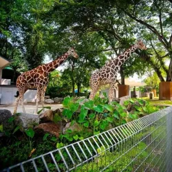 National Zoo of Malaysia (Zoo Negara) - Ampang Jaya