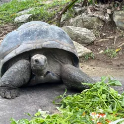 National Zoo of Malaysia (Zoo Negara) - Ampang Jaya