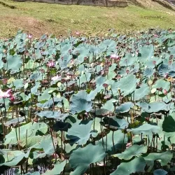 Bahau Lake Park - Bahau